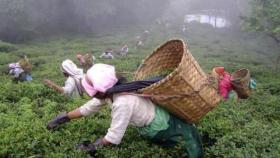 Pension plan by WB Govt to alleviate the problems of tea garden workers Pension plan by WB Govt to alleviate the problems of tea garden workers