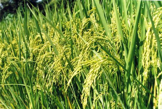 WB Agriculture Dept to set up a unique rice museum at Fulia