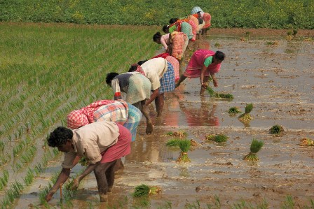 Farmers’ income in Bengal has increased more than 2.5 times in 6 years