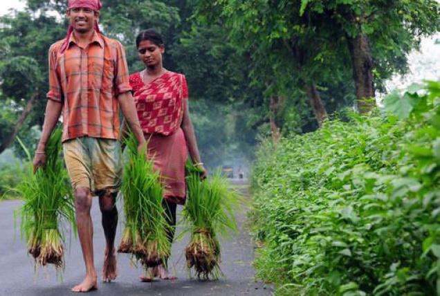 Bengal Agriculture Dept issues advisory for the flood-affected farmers Bengal Agriculture Dept issues advisory for the flood-affected farmers
