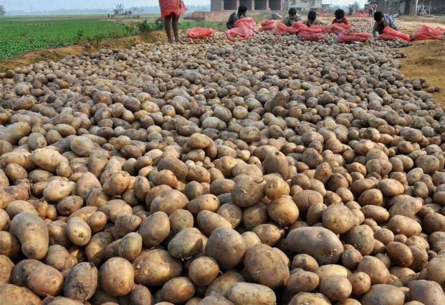 Bangla Govt allows storage of potatoes in cold storages till Dec 31