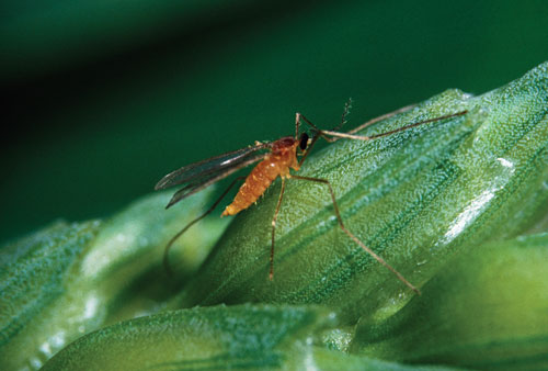 State Govt to bring e-pest surveillance system to prevent rotting of crops