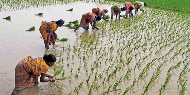 Bengal Govt to gift 51 varieties of rice to ISKCON Bengal Govt to gift 51 varieties of rice to ISKCON