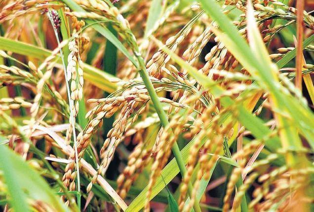 Huge response to paddy procurement by State Govt