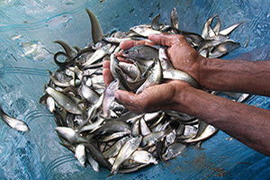 Now cultivation of boroli fish in south Bengal too