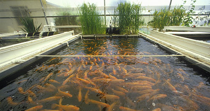 Preserving rainwater to boost pisciculture in drought-prone regions Preserving rainwater to boost pisciculture in drought-prone regions