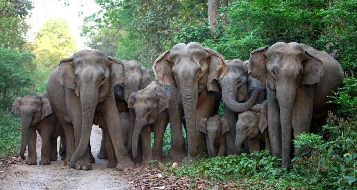 Bangla Govt to explore tech use to prevent elephant deaths