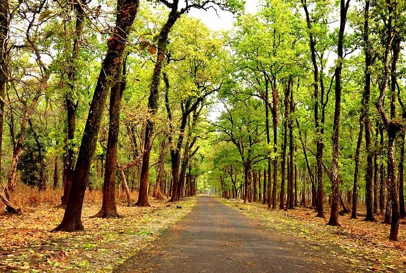 India’s first urban forest to be created in Kolkata India’s first urban forest to be created in Kolkata