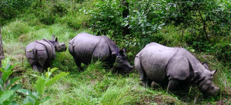 Bengal Govt giving new homes for one-horned rhinos