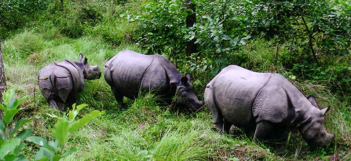 One-horned rhinos of Bengal to get two new homes One-horned rhinos of Bengal to get two new homes