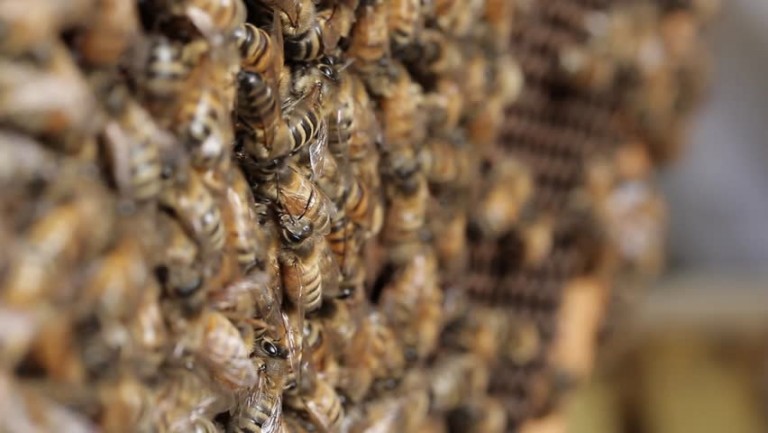 State Govt to provide training in honeybee rearing State Govt to provide training in honeybee rearing