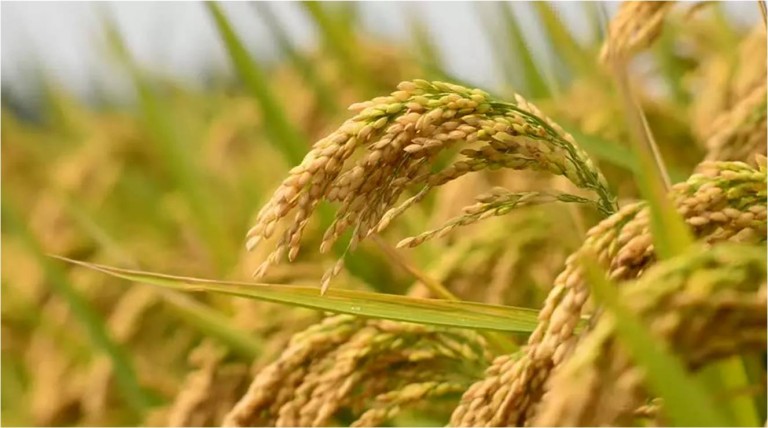 Bengal Govt to promote cultivation of rare aromatic rice varieties Bengal Govt to promote cultivation of rare aromatic rice varieties