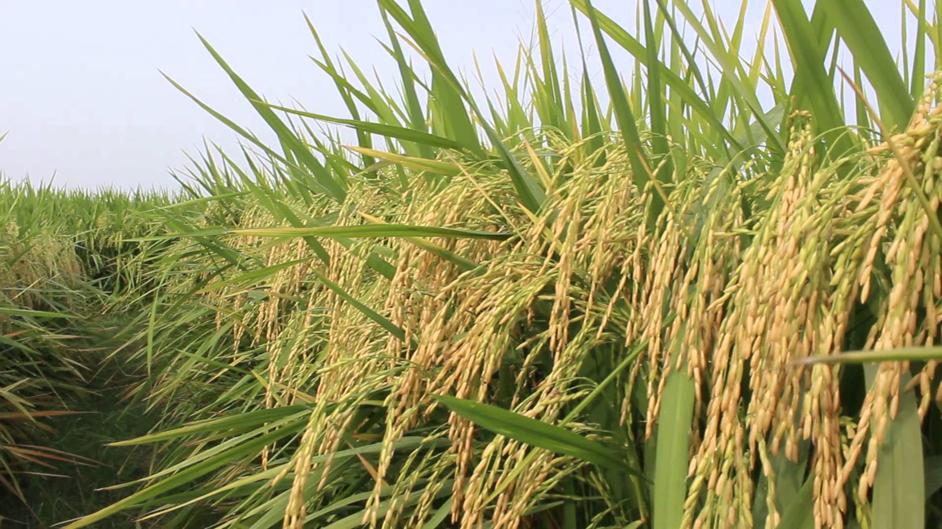 Two new schemes for storing paddy Two new schemes for storing paddy