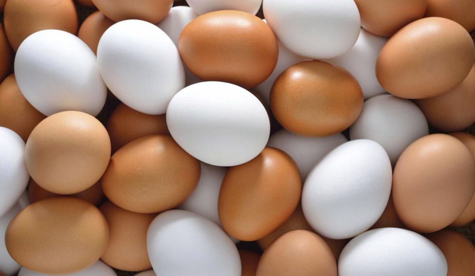 Bengal to become self-sufficient in egg production Bengal to become self-sufficient in egg production