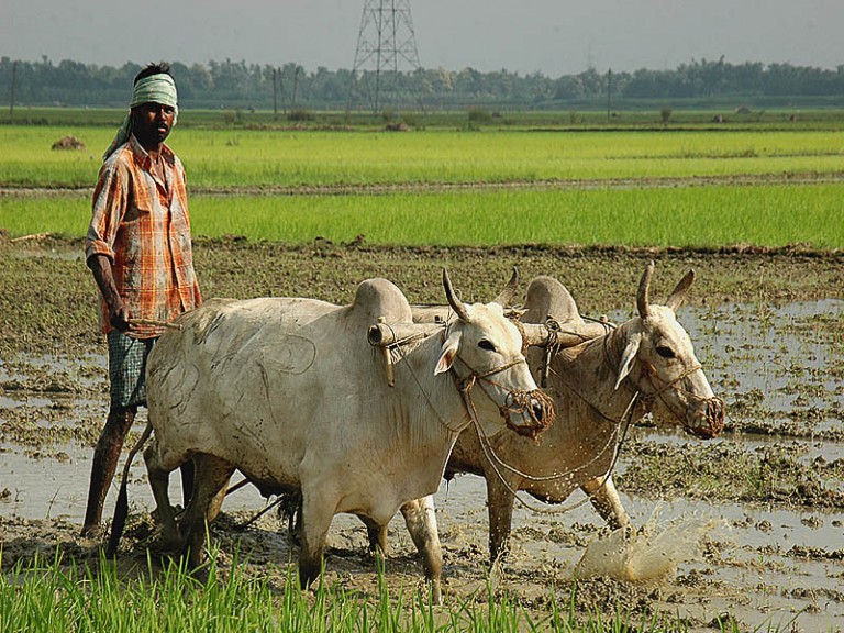 Bengal writes off ‘khajna’ tax on agricultural land Bengal writes off ‘khajna’ tax on agricultural land