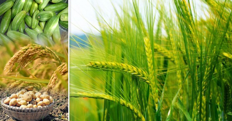 Under Trinamool Congress, agri-business opportunities improving by leaps and bounds Under Trinamool Congress, agri-business opportunities improving by leaps and bounds