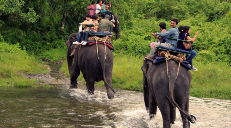 Elephant safaris to start in south Bengal