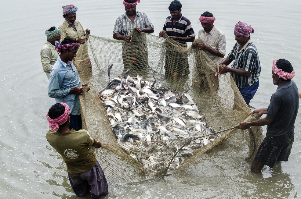 Bangla Govt to increase production of big fish substantially