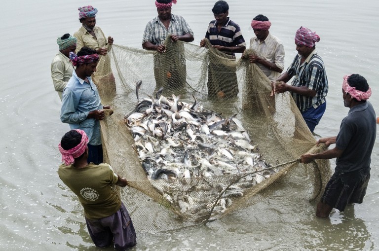 Bengal Govt takes up project to boost production of near-extinct fishes Bengal Govt takes up project to boost production of near-extinct fishes