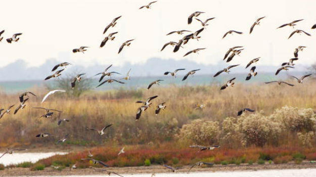 Kulik Bird Sanctuary to be redeveloped by Tourism Dept