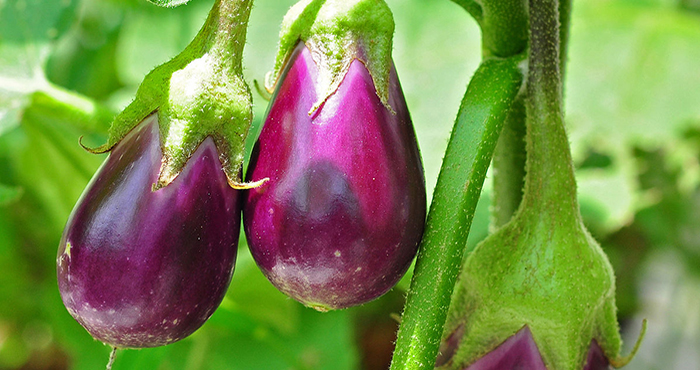 Alipurduar’s brinjal pickle to be exported to Bhutan Alipurduar’s brinjal pickle to be exported to Bhutan