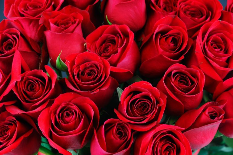 Bengal Horticultural Dept to sell roses from mobile vans today