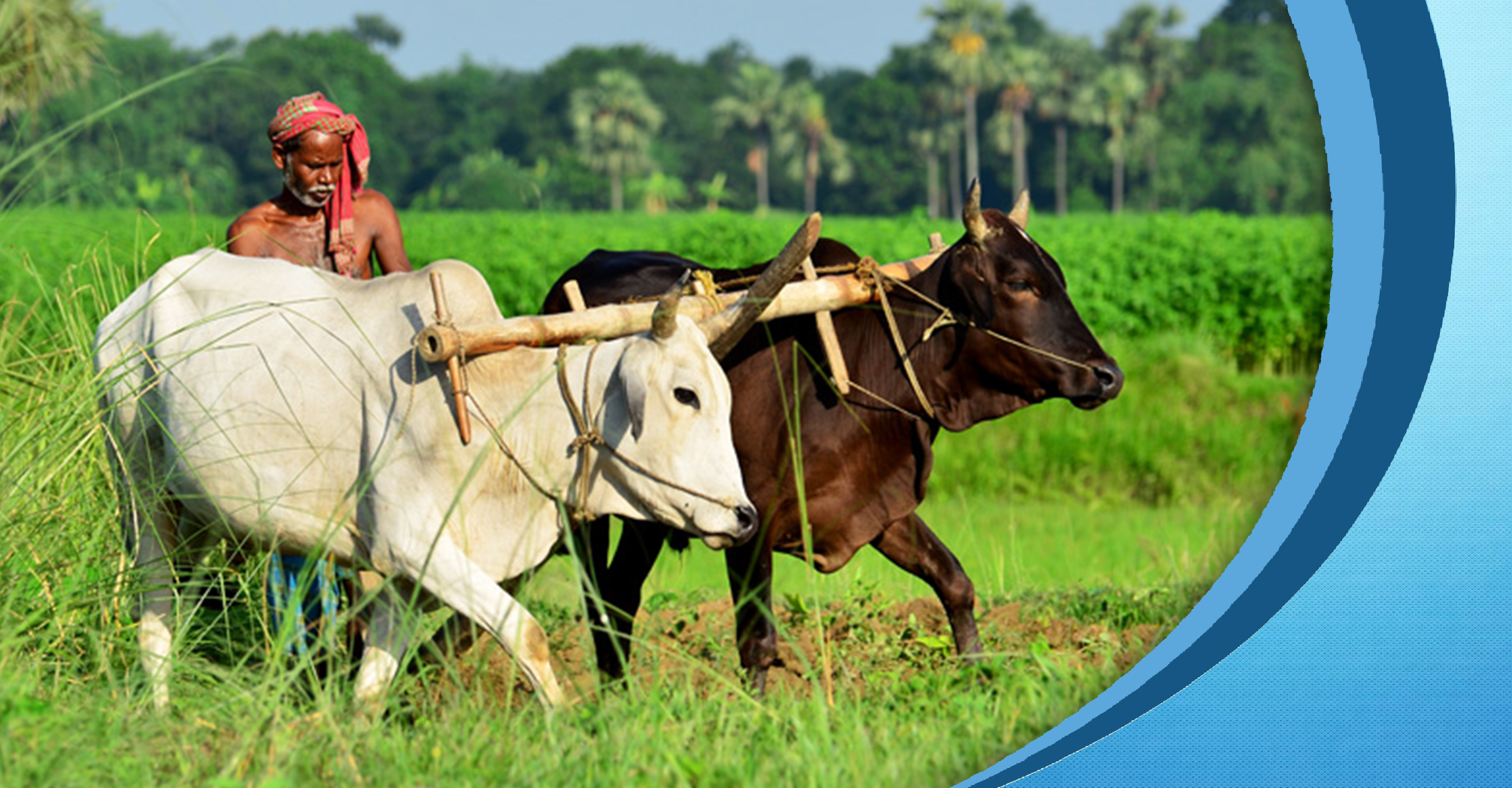 Dissemination of agricultural information and publicity Dissemination of agricultural information and publicity