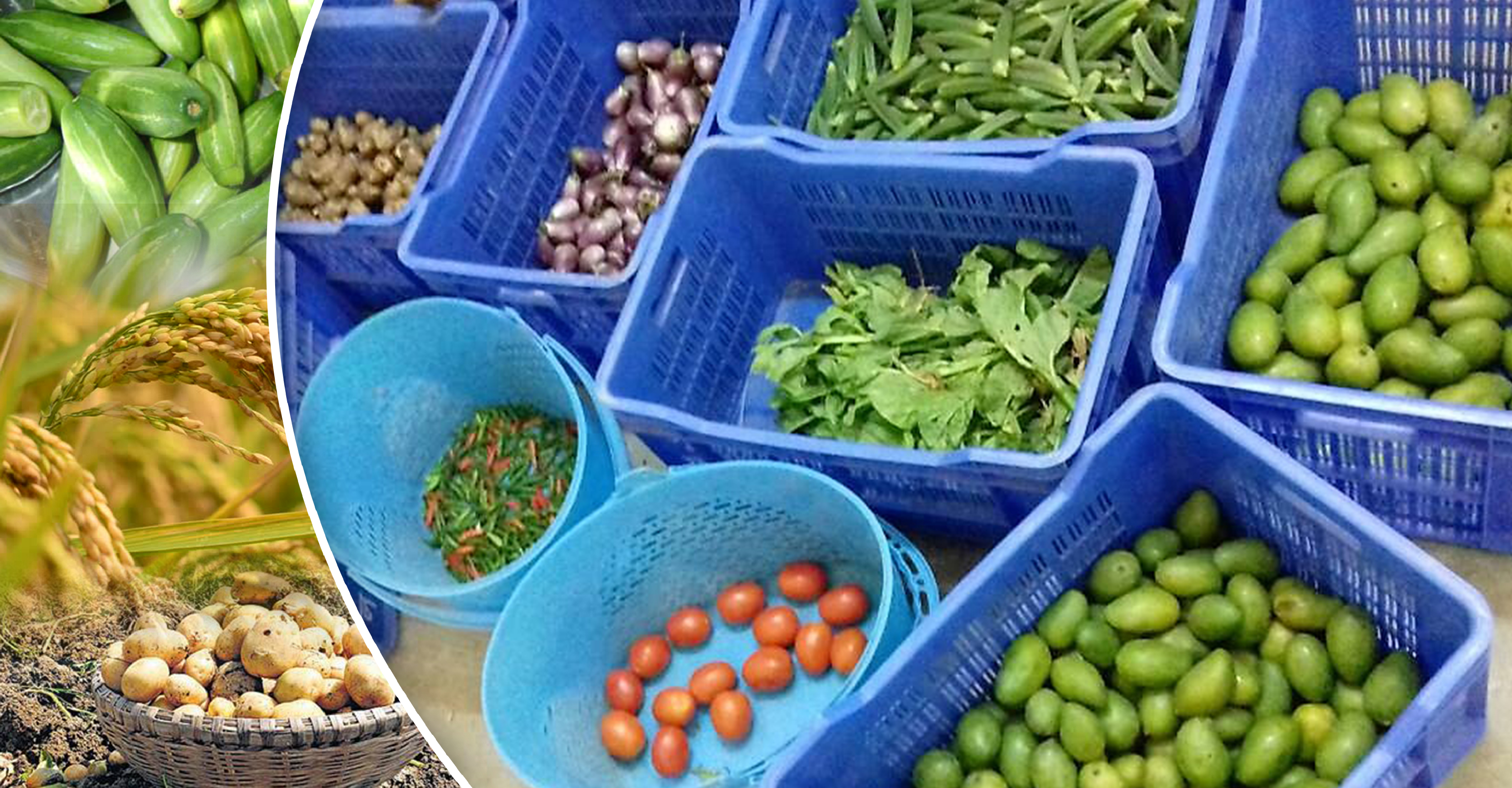 Agricultural marketing agencies of the Bengal Govt