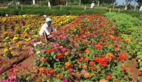 Bengal Govt taking initiatives to tap export potential of orchids Bengal Govt taking initiatives to tap export potential of orchids