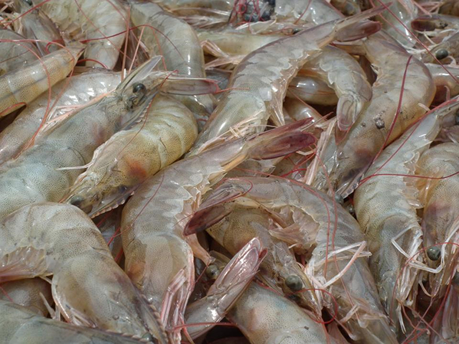 Bengal Govt to construct hatcheries for vannamei shrimp Bengal Govt to construct hatcheries for vannamei shrimp