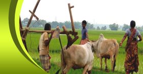 Enhancing crop production through quality seeds, agricultural credit & crop insurance Enhancing crop production through quality seeds, agricultural credit & crop insurance