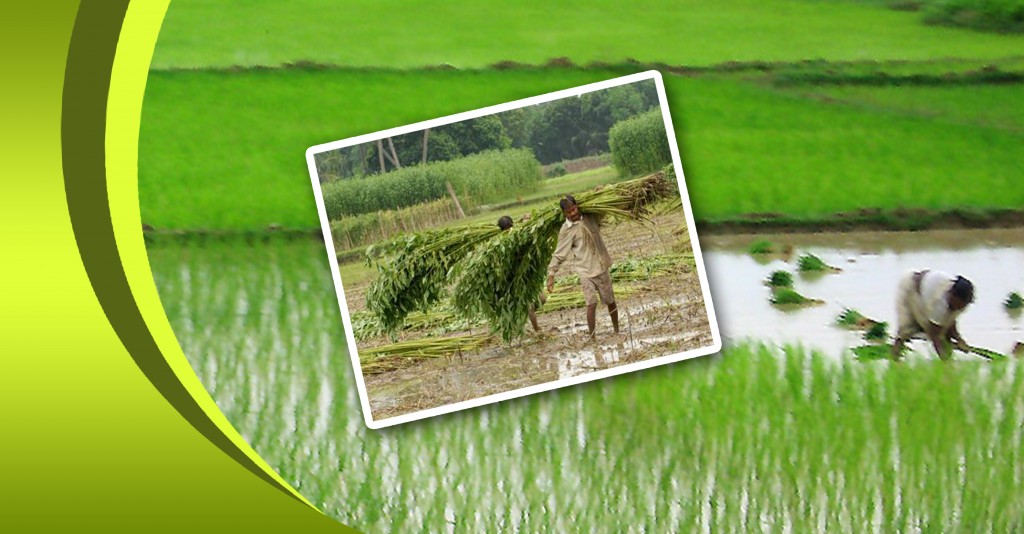 কৃষিতে অনলাইন-ব্যবস্থা, তথ্য এবং প্রচার – কিছু উদ্যোগ