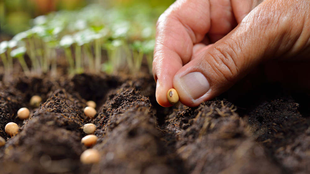 Bengal Govt to go for double certification of seeds Bengal Govt to go for double certification of seeds