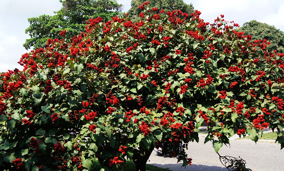 Bangla Govt to go for large-scale plantation of bixa for natural food colouring