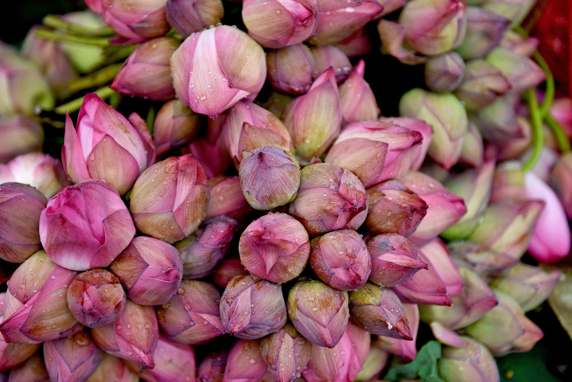 Durga Puja: Cold storage network coming as a boon for lotus cultivators Durga Puja: Cold storage network coming as a boon for lotus cultivators