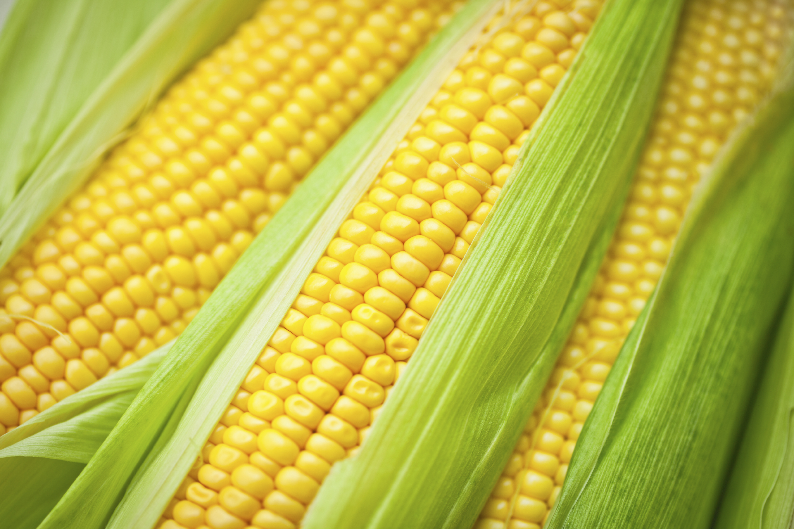 Maize cultivators to get subsidised machinery from Bangla Govt Maize cultivators to get subsidised machinery from Bangla Govt