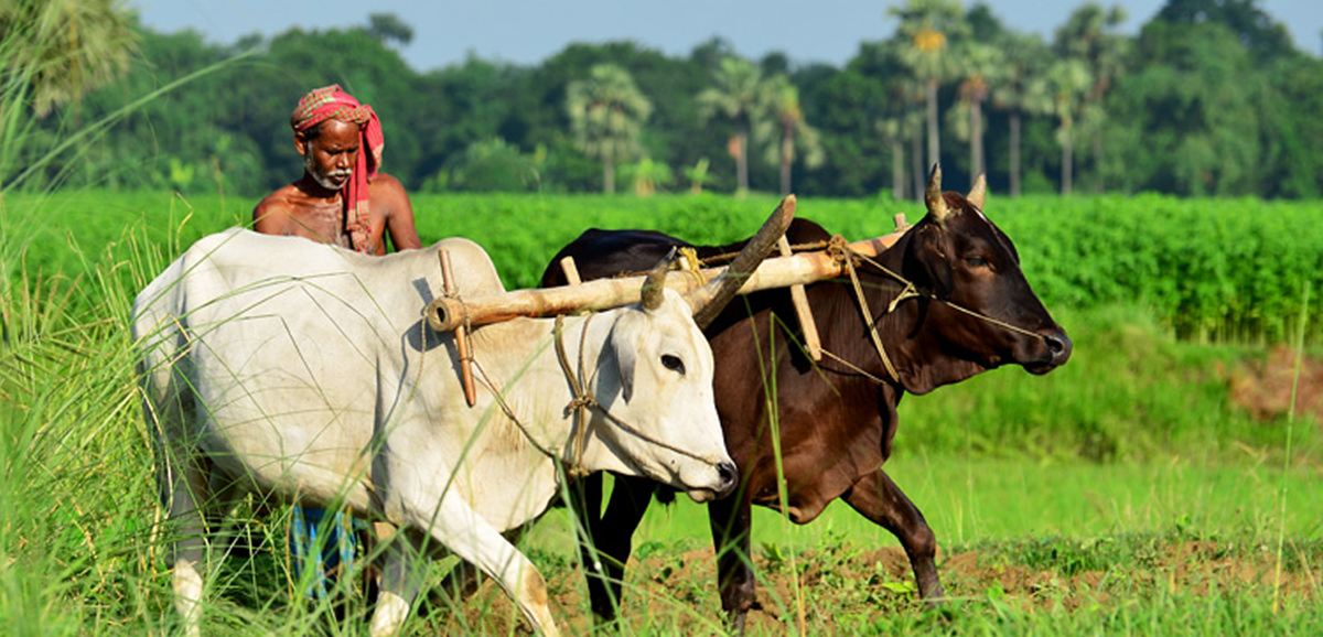 কৃষকদের শস্যঋণের পরিমাণ বাড়াল রাজ্য কৃষকদের শস্যঋণের পরিমাণ বাড়াল রাজ্য