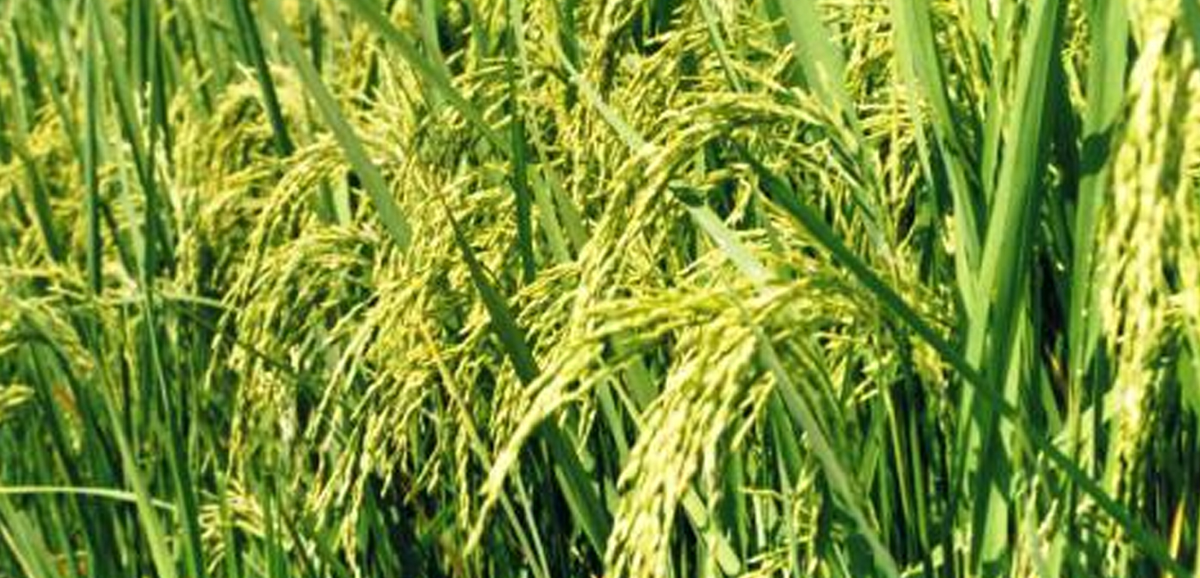 State Govt’s basket of goodies for farmers State Govt’s basket of goodies for farmers