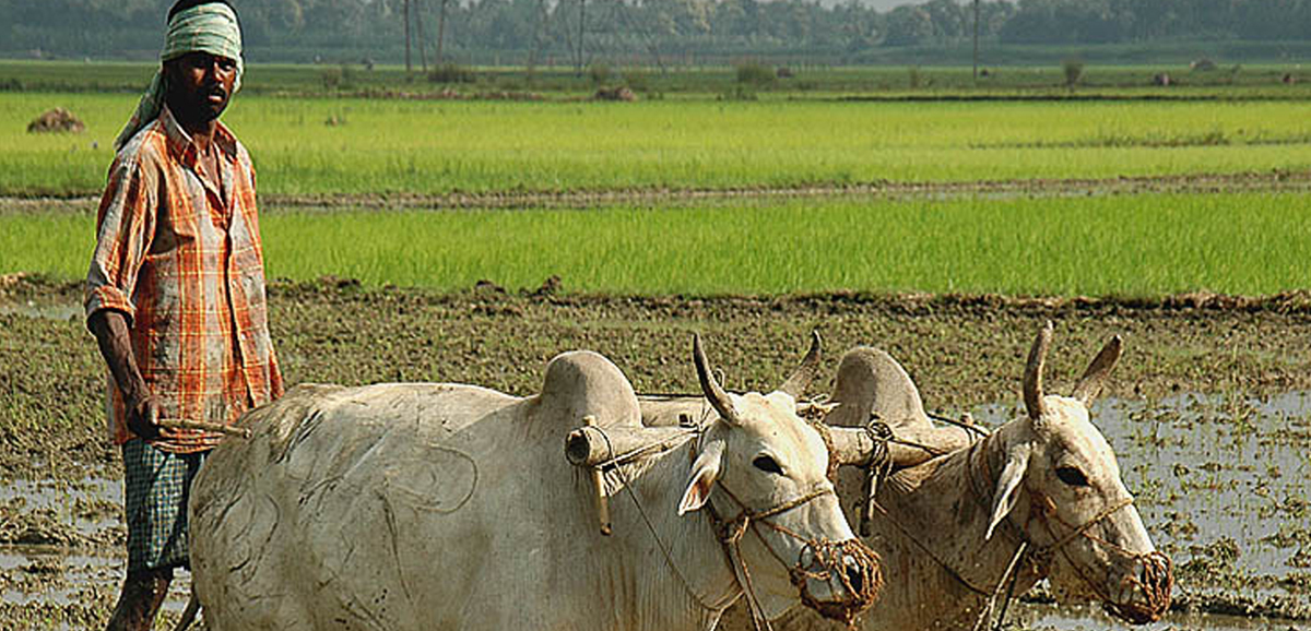 Primary achievements of the Agriculture Department Primary achievements of the Agriculture Department