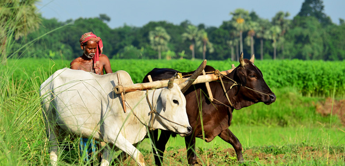 Welfare of farmers – Priority in Bangla Welfare of farmers – Priority in Bangla