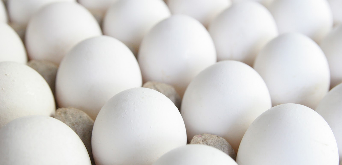Annual egg production in Bangla rises Annual egg production in Bangla rises
