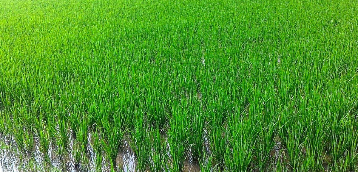 Stress on alternative agricultural methods to tackle rain deficit