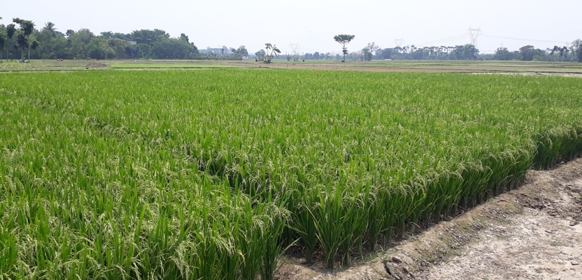Bangla Govt running crop insurance scheme without any Central aid