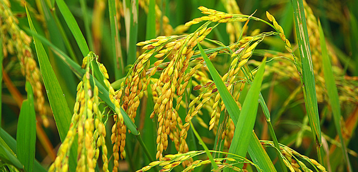 90% paddy plantation to be completed soon 90% paddy plantation to be completed soon