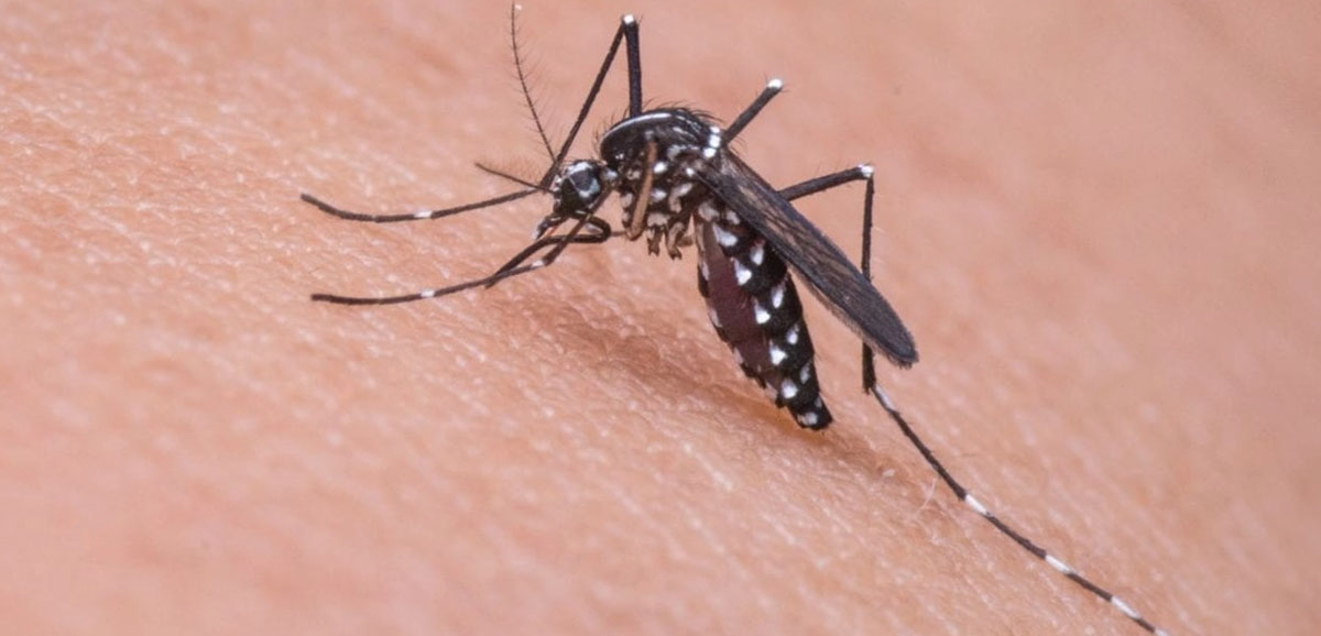 State Govt allots more funds for dengue prevention State Govt allots more funds for dengue prevention
