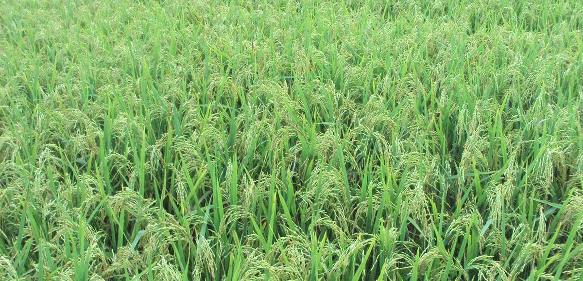 Bangla ahead in farming on many counts