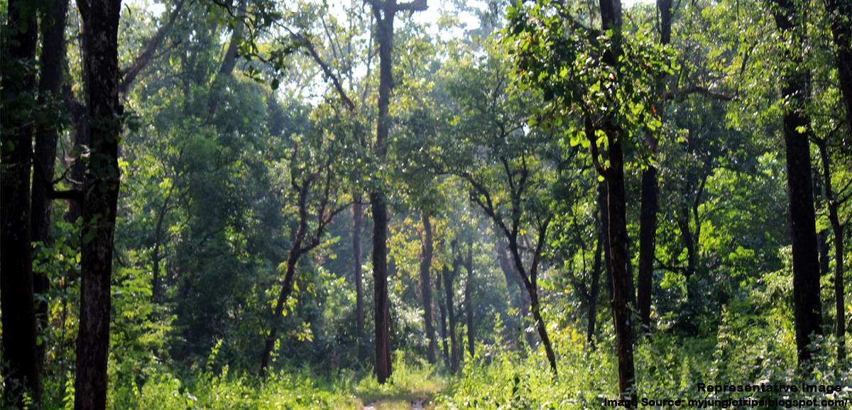 State Govt has created tree cover of more than 5,000 hectares