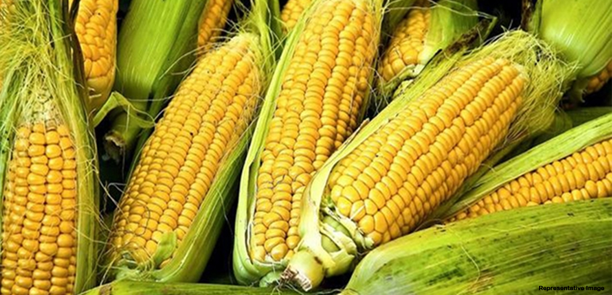 Bangla Govt to promote maize cultivation to boost industry Bangla Govt to promote maize cultivation to boost industry