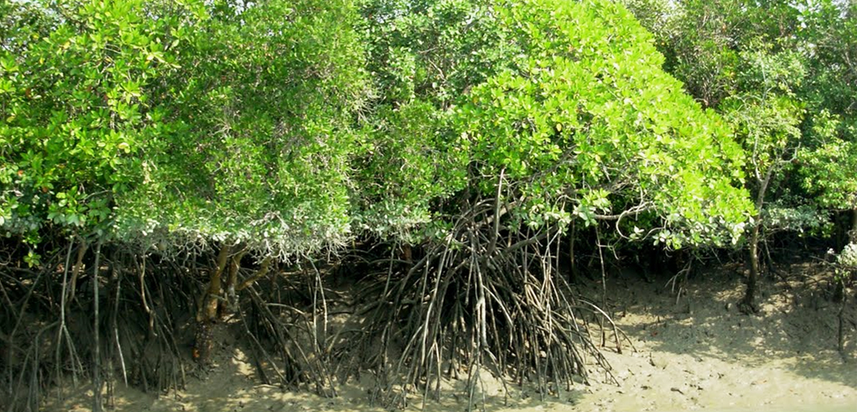 Bangla Govt creating mangrove forest in Bulbul-affected areas