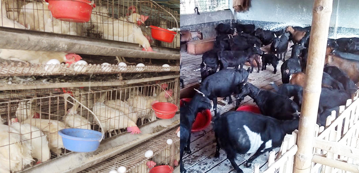 আসছে রাজ্যের খামারে তৈরী ডিম, দেশী পাঁঠা আসছে রাজ্যের খামারে তৈরী ডিম, দেশী পাঁঠা
